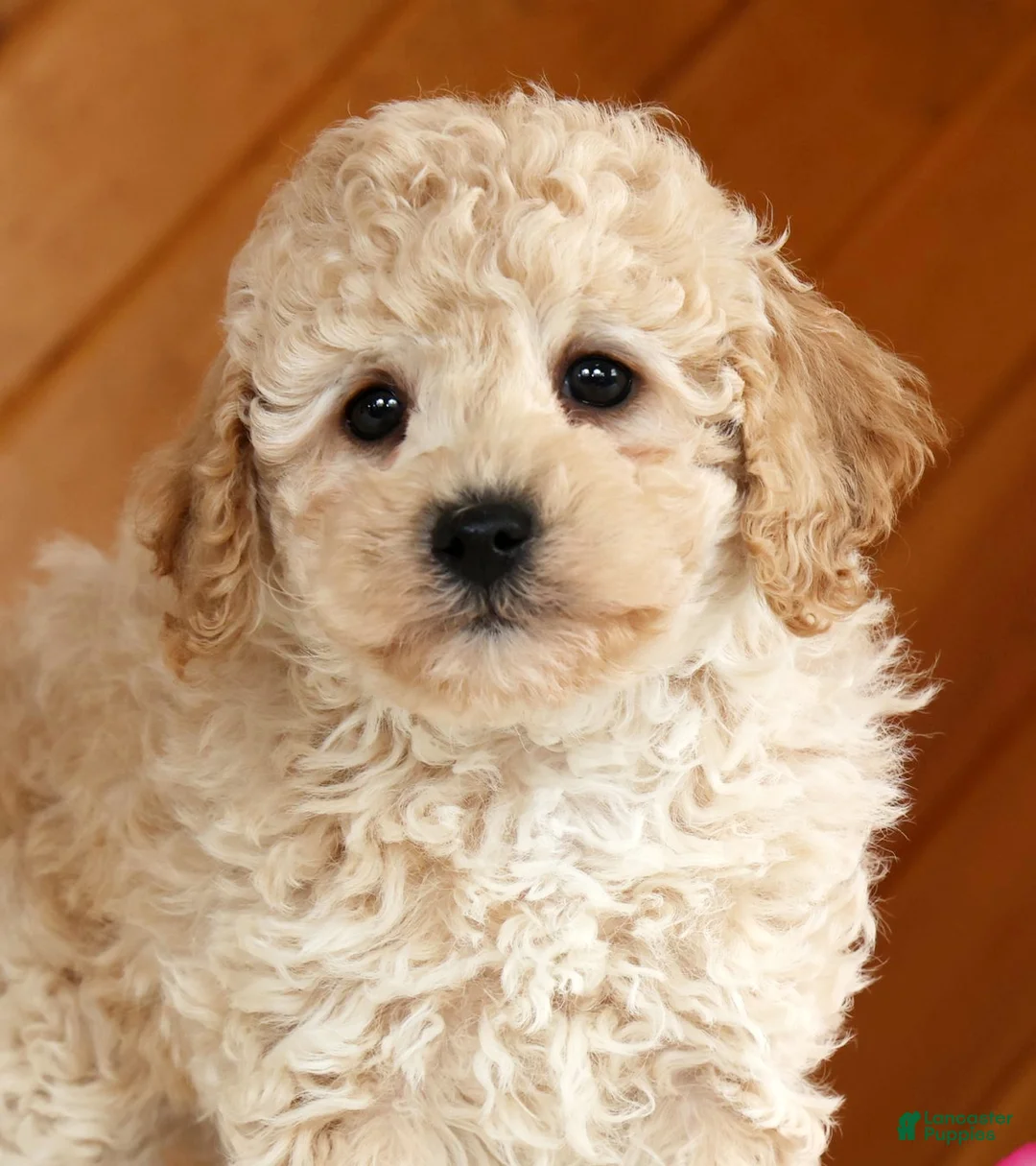 Toy Poodle dogs for sale: Bruno - Ad 9