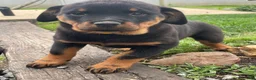 Rottweiler dogs for sale: Dakota - Ad 3