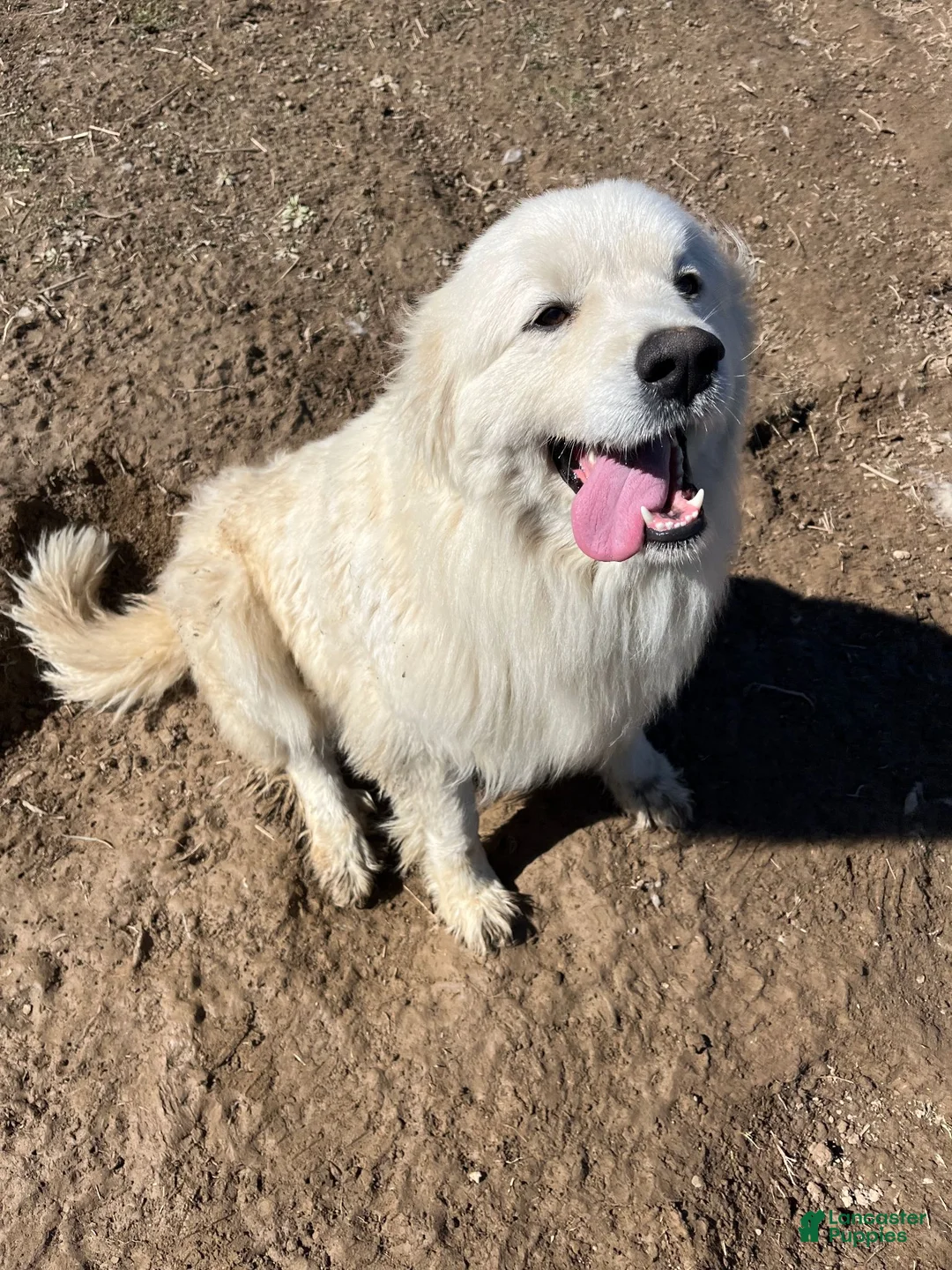 Great Pyrenees dogs for sale: Willow - Ad 5