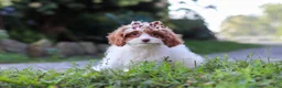 Cavapoo dogs for sale: Jessica - Ad 5