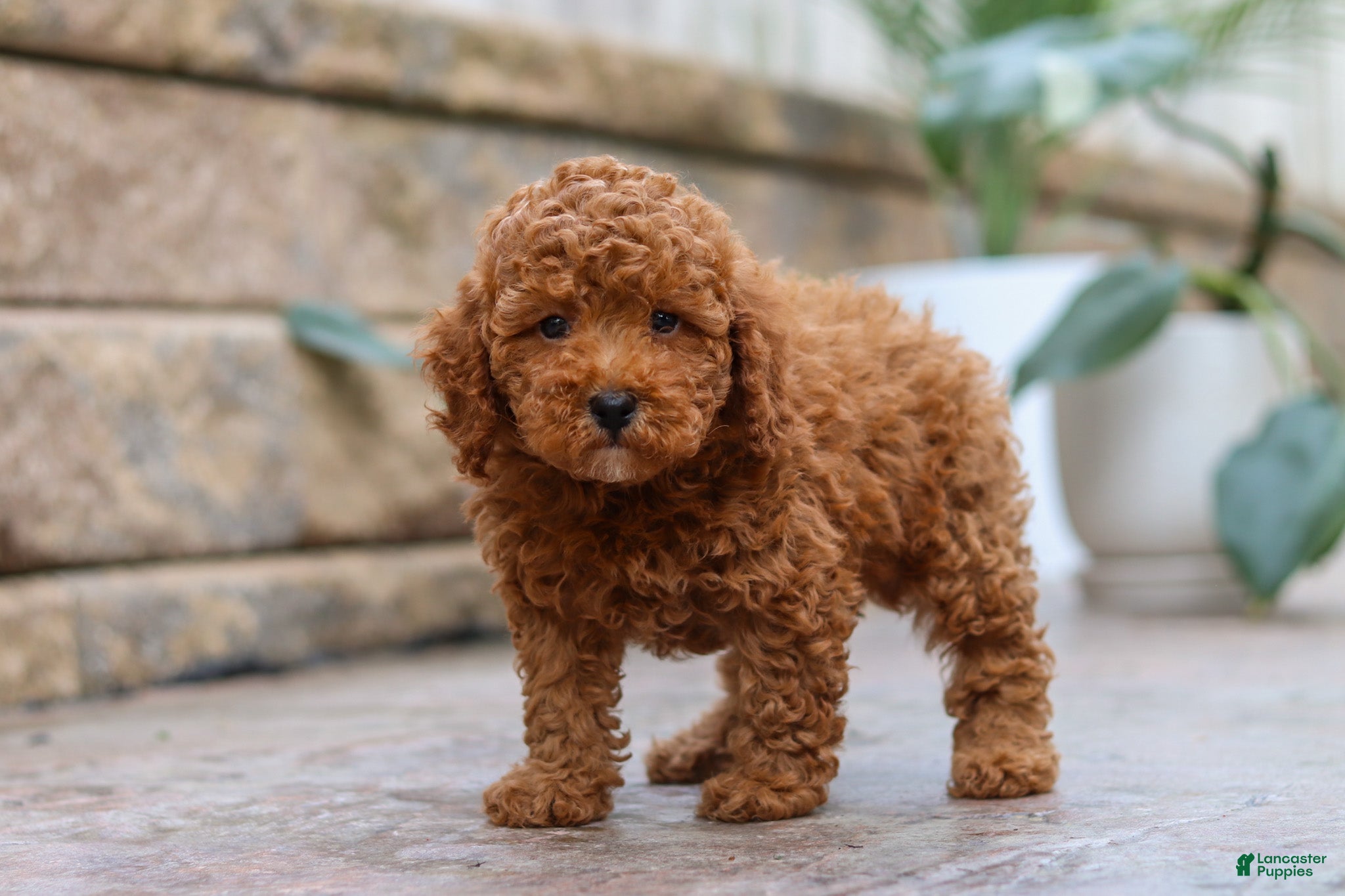 Miniature Poodle dogs Oakley - Ad 2