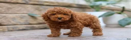 Miniature Poodle dogs for sale: Oakley - Ad 2