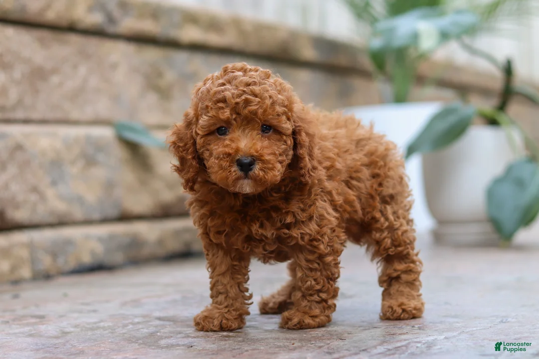 Miniature Poodle dogs for sale: Oakley - Ad 2