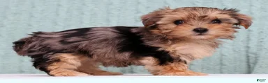 Bella