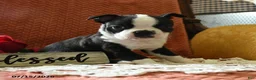 Boston Terrier dogs for sale: Winston - Ad 3