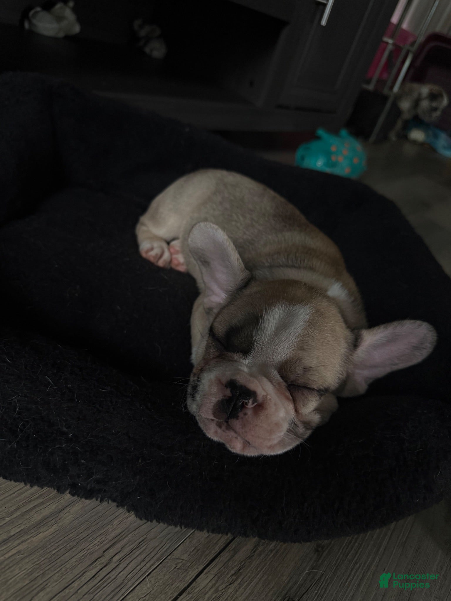 French Bulldog dogs Bear - Ad 5