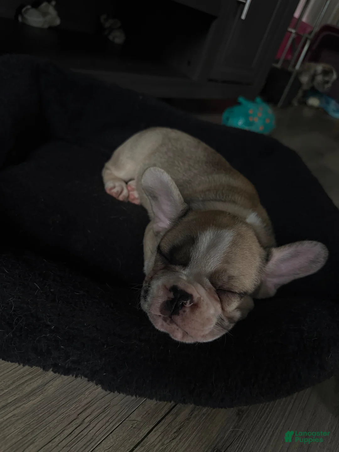 French Bulldog dogs for sale: Bear - Ad 1