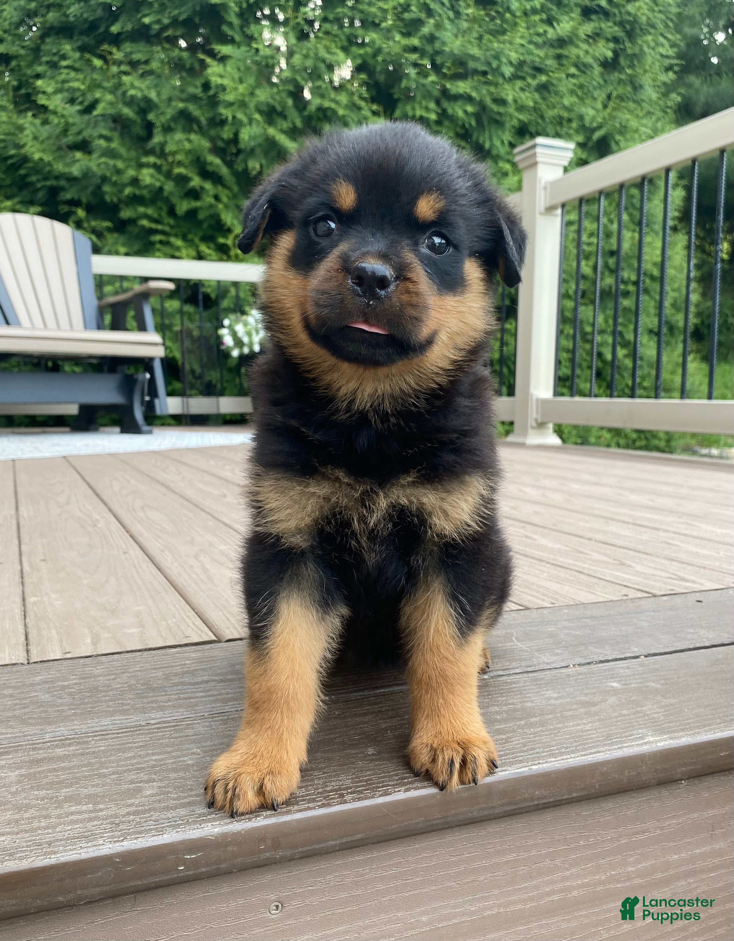 Rottweiler dogs Lulu - Ad 1
