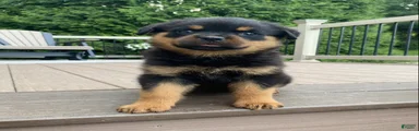 Lulu