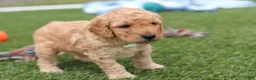 Mini Goldendoodle dogs for sale: Tyrone - Ad 3