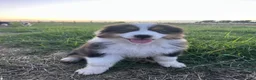 Australian Shepherd dogs for sale: “Pete” Black Tri Male  - Ad 3