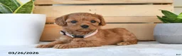 Cavapoo dogs for sale: Peanut Butter - Ad 1