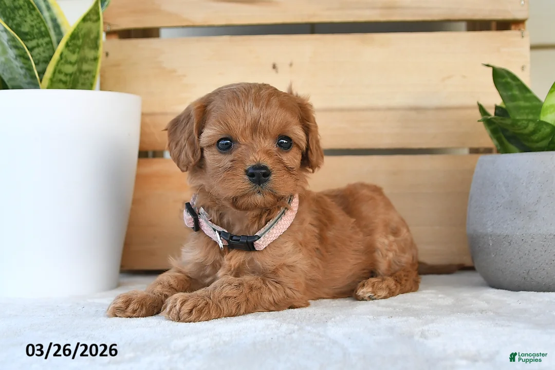 Cavapoo dogs for sale: Peanut Butter - Ad 1