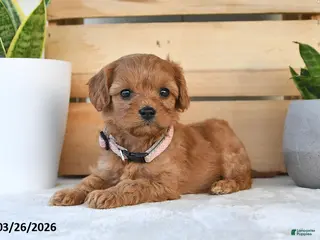 Cavapoo dogs for sale: Peanut Butter - Ad 2