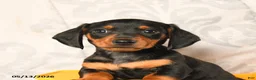 Miniature Dachshund dogs for sale: Leslie - Ad 5