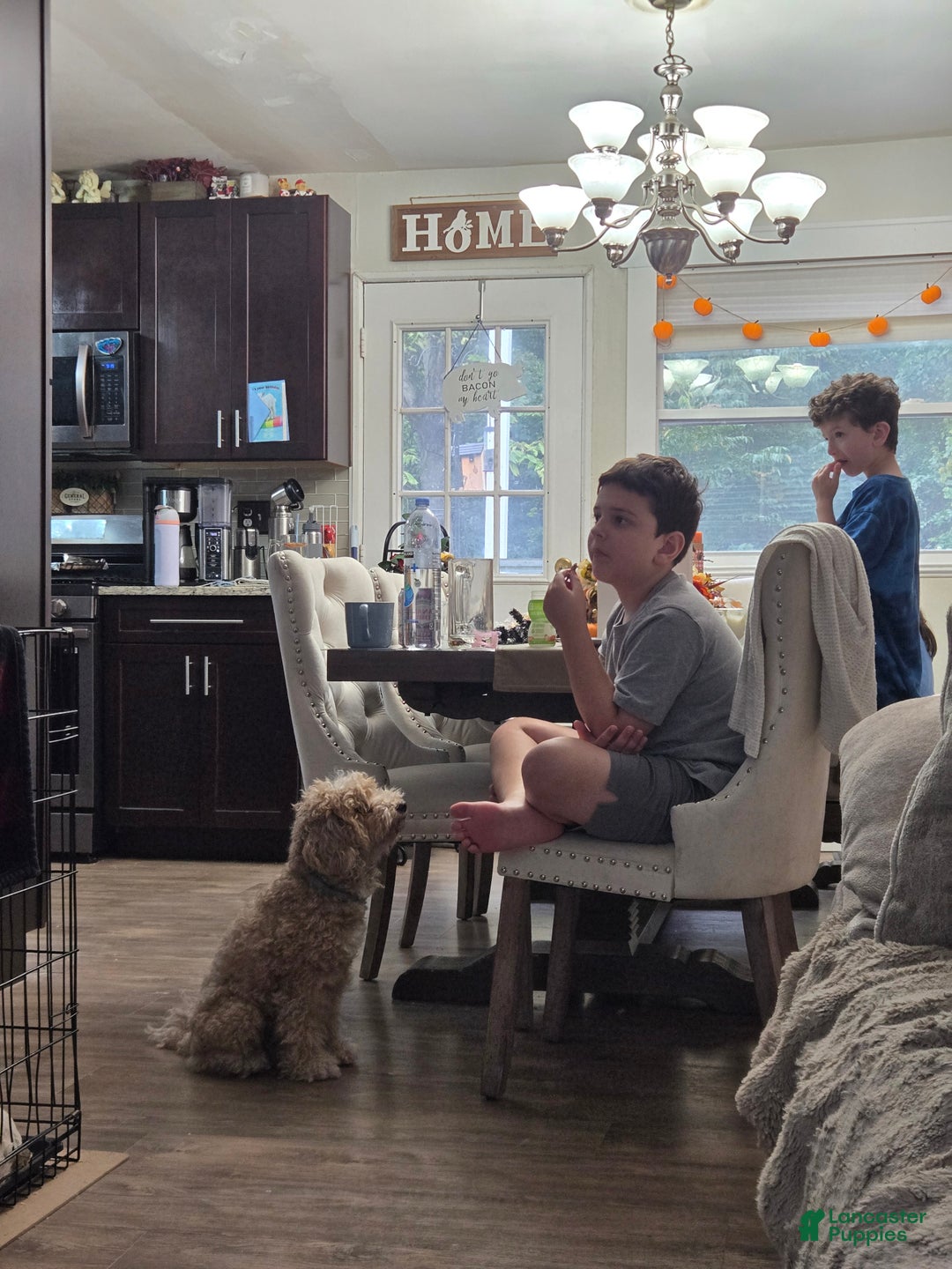 Mini Goldendoodle dogs for sale: Jake - Ad 4