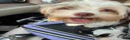 Yorkshire Terrier dogs for sale: Cookies and Cream - Ad 6