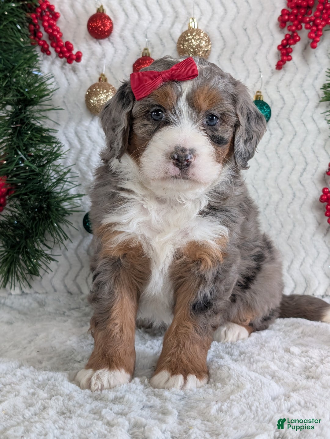 Mini Bernedoodle dogs for sale: Mini Darcy  - Ad 3