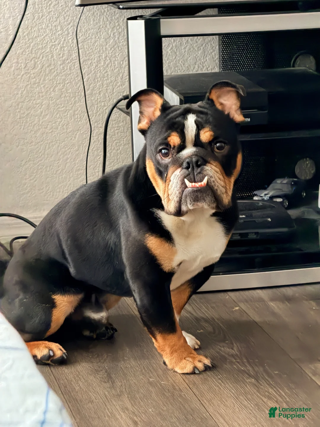 English Bulldog dogs for sale: Lucca  - Ad 2