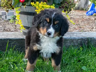 Bernese Mountain Dog dogs for sale: Cali - Ad 4