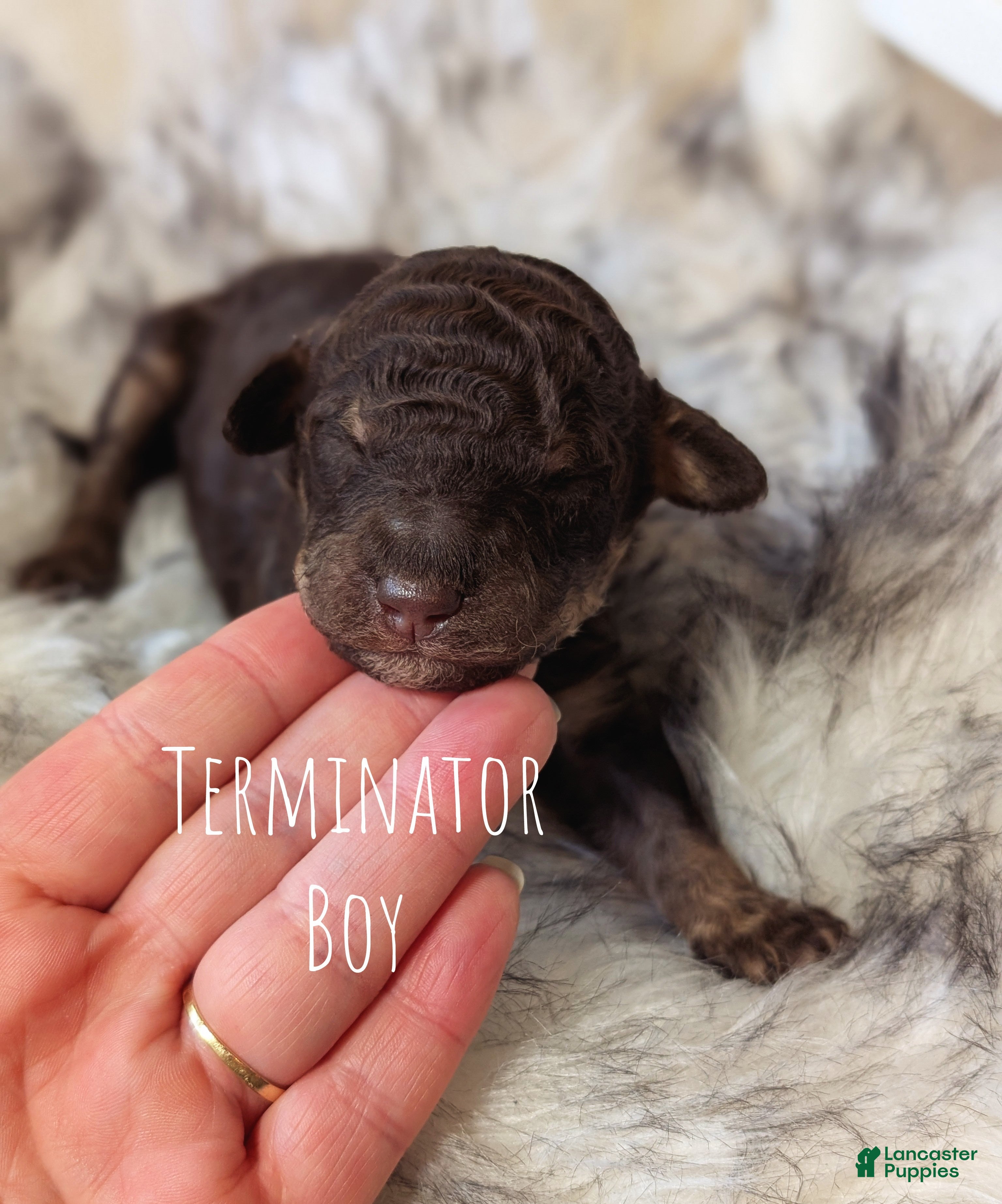 Mixed Breed dogs TERMINATOR  - Ad 11