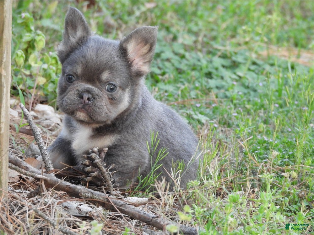 French Bulldog dogs French Bulldog Puppy 1 - Ad 2