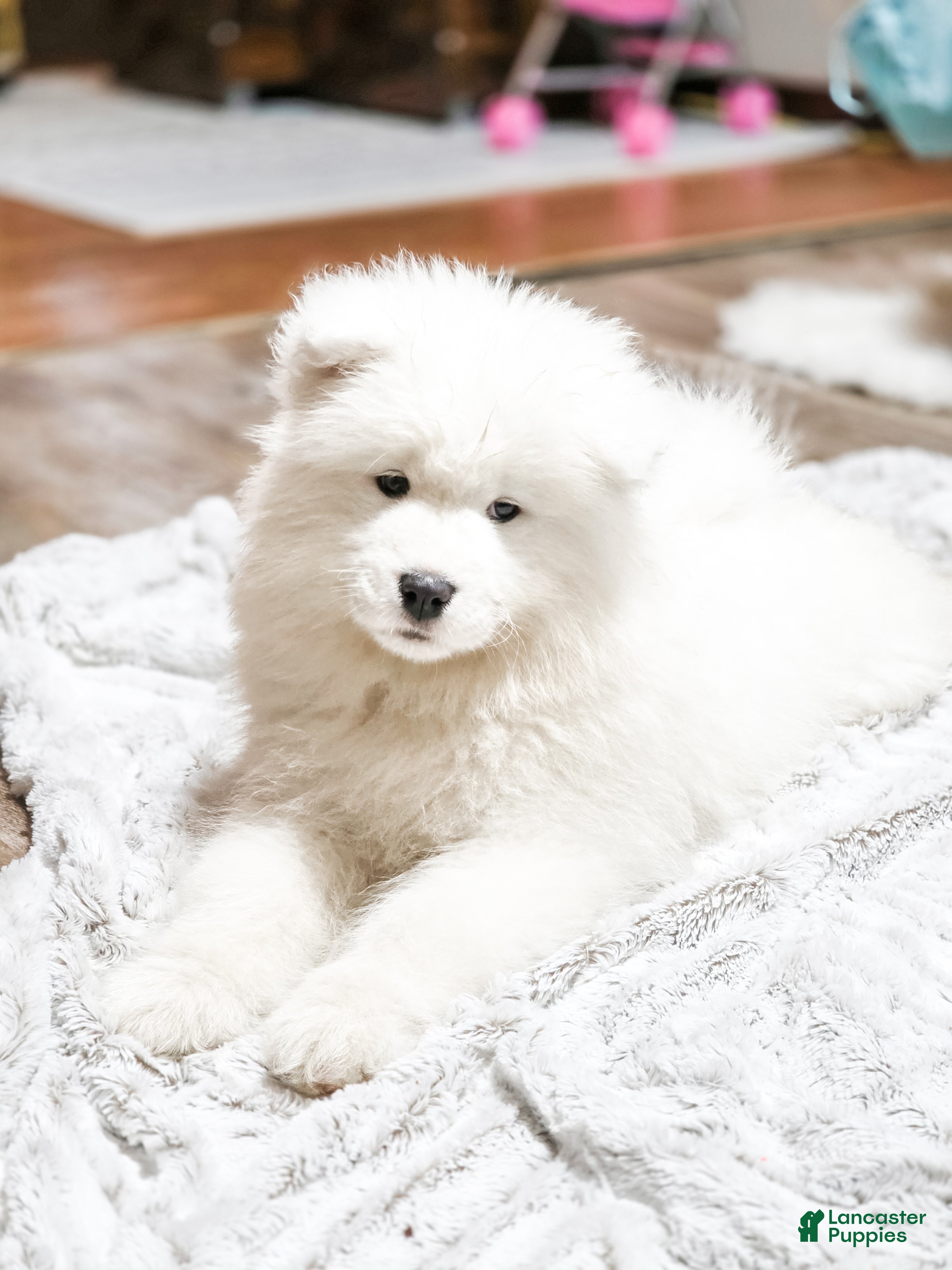 Samoyed dogs Sparki  - Ad 2