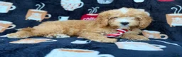 Cavapoo dogs for sale: Milo  - Ad 7