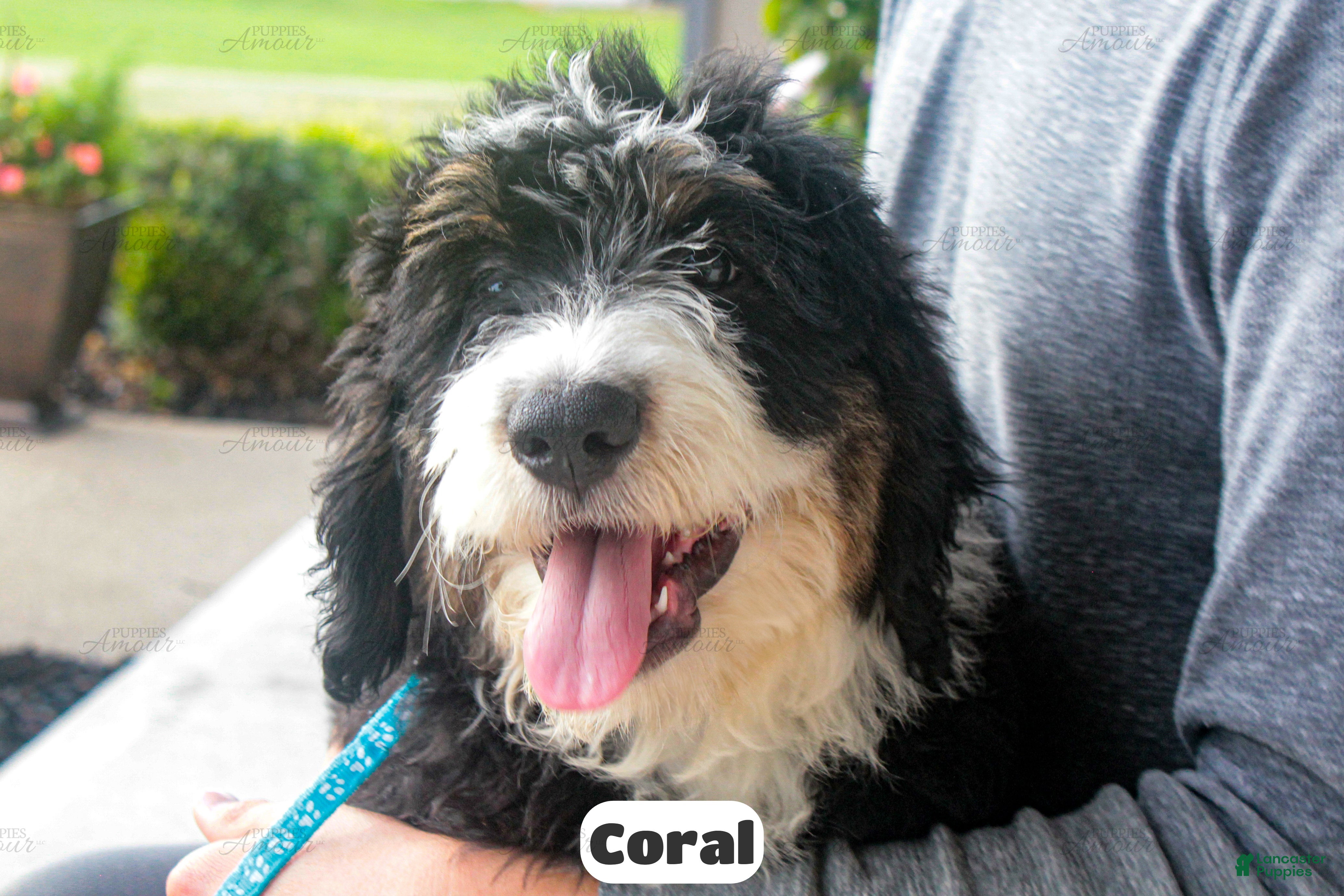 Bernedoodle dogs Coral - Ad 2