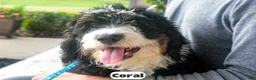 Bernedoodle dogs for sale: Coral - Ad 2