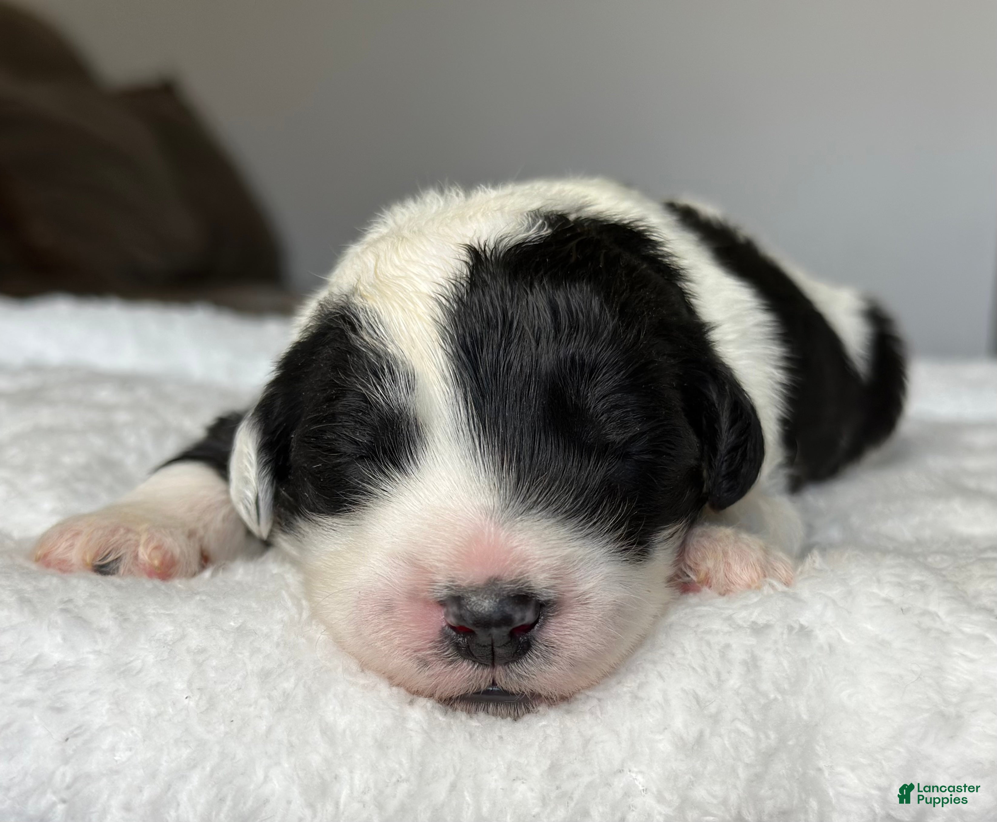 Sheepadoodle dogs Black and White Male 4 (RESERVED) - Ad 1
