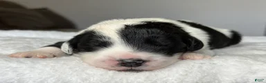 Black and White Male 4 (RESERVED)