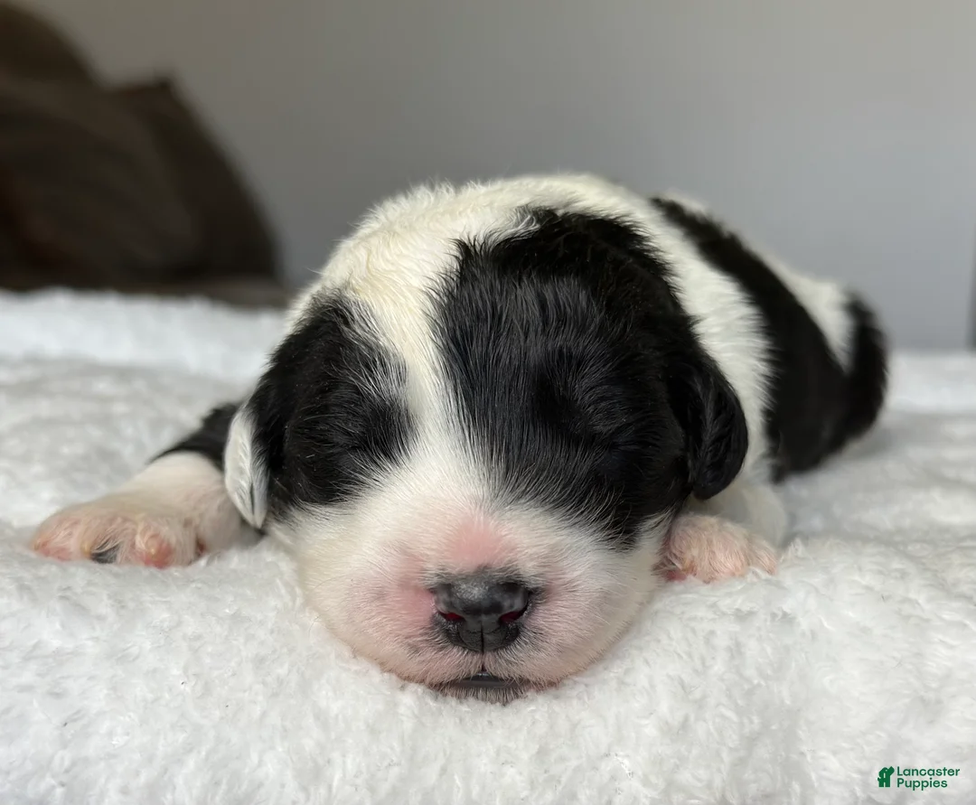 Sheepadoodle dogs for sale: Black and White Male 4 (RESERVED) - Ad 1