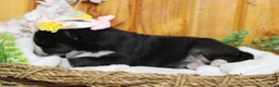 Pomsky dogs for sale: Miko - Ad 4
