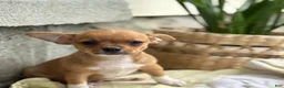 Chihuahua dogs for sale: Rover - Ad 10