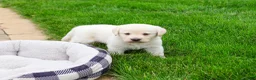 Labrador Retriever dogs for sale: Bucky  - Ad 4