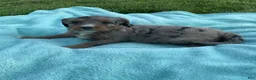 Mini Bernedoodle dogs for sale: Bella  - Ad 3