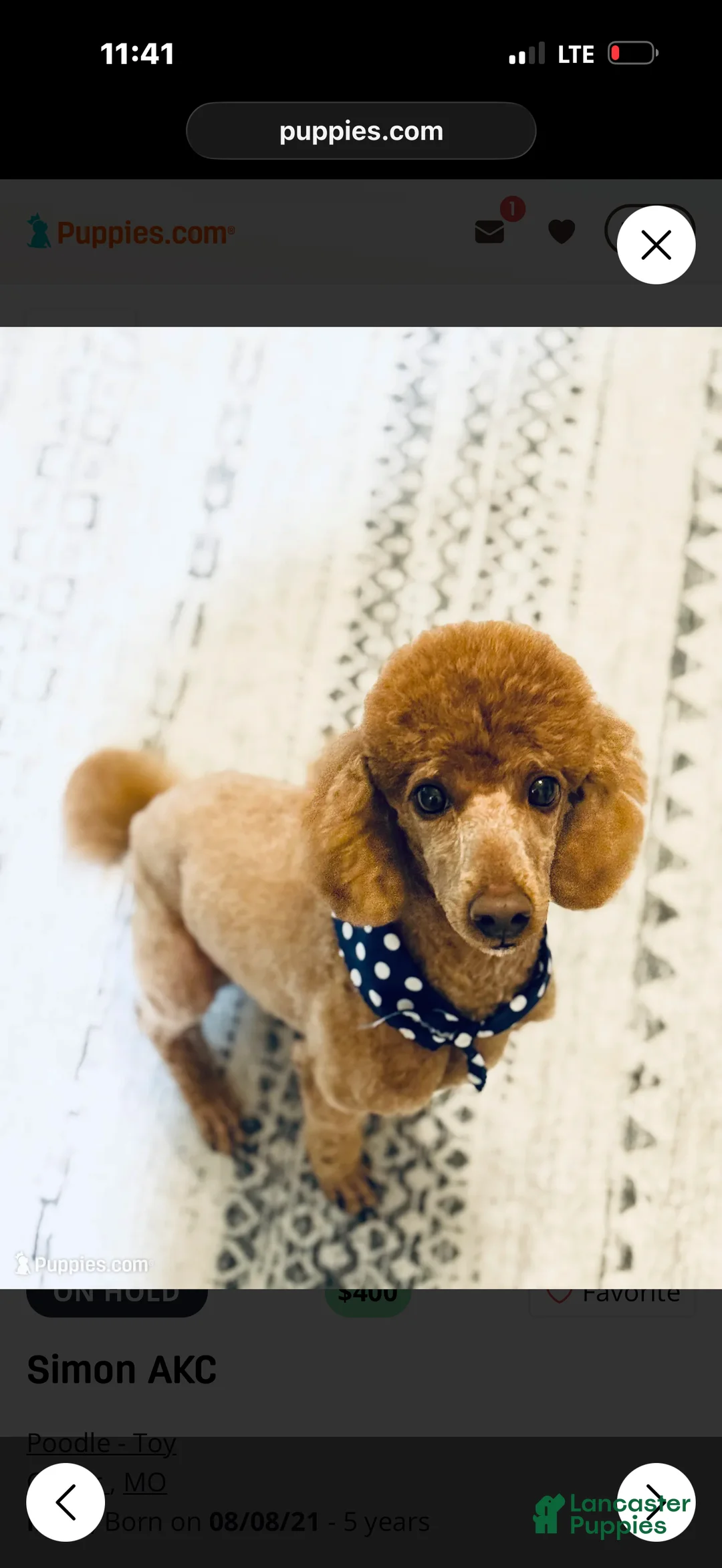 Toy Poodle dogs for sale: Toy Poodle 1 - Ad 2