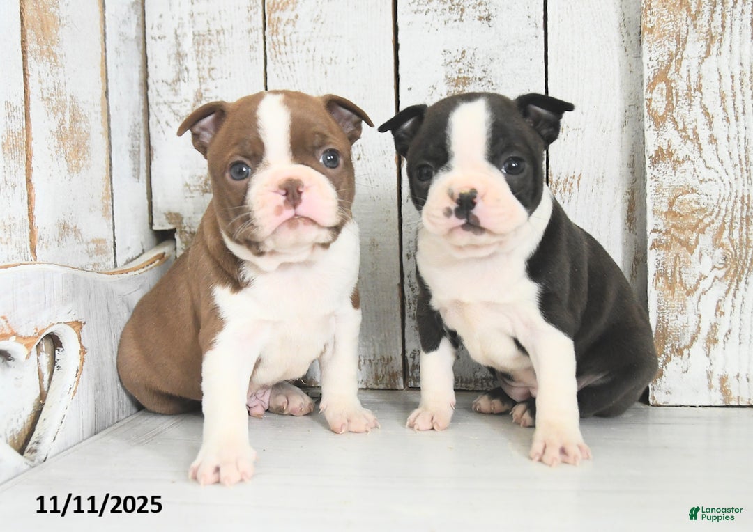 Boston Terrier dogs for sale: Willow - Ad 5