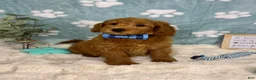 Mini Goldendoodle dogs for sale: Finn - Ad 7