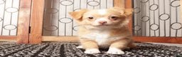 Chihuahua dogs for sale: Lucy Tan Long Haired Chihuahua  - Ad 1