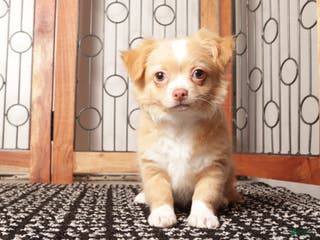 Chihuahua dogs Lucy Tan Long Haired Chihuahua - Ad 10