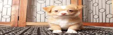 Lucy Tan Long Haired Chihuahua 