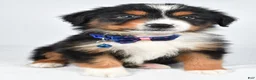 Miniature Australian Shepherd dogs for sale: Kip - Ad 4