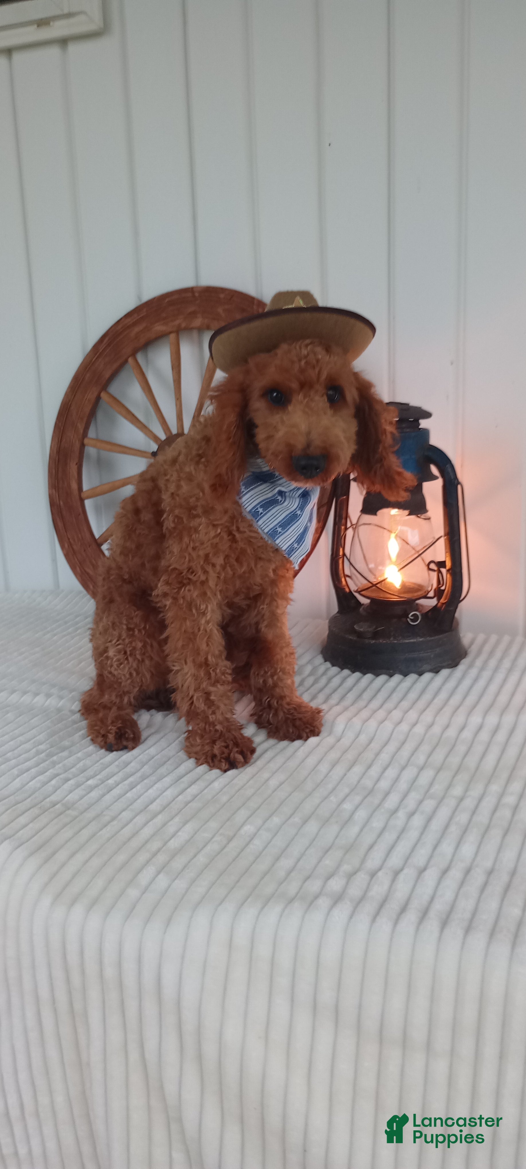 Mini Goldendoodle dogs Paul - Ad 38