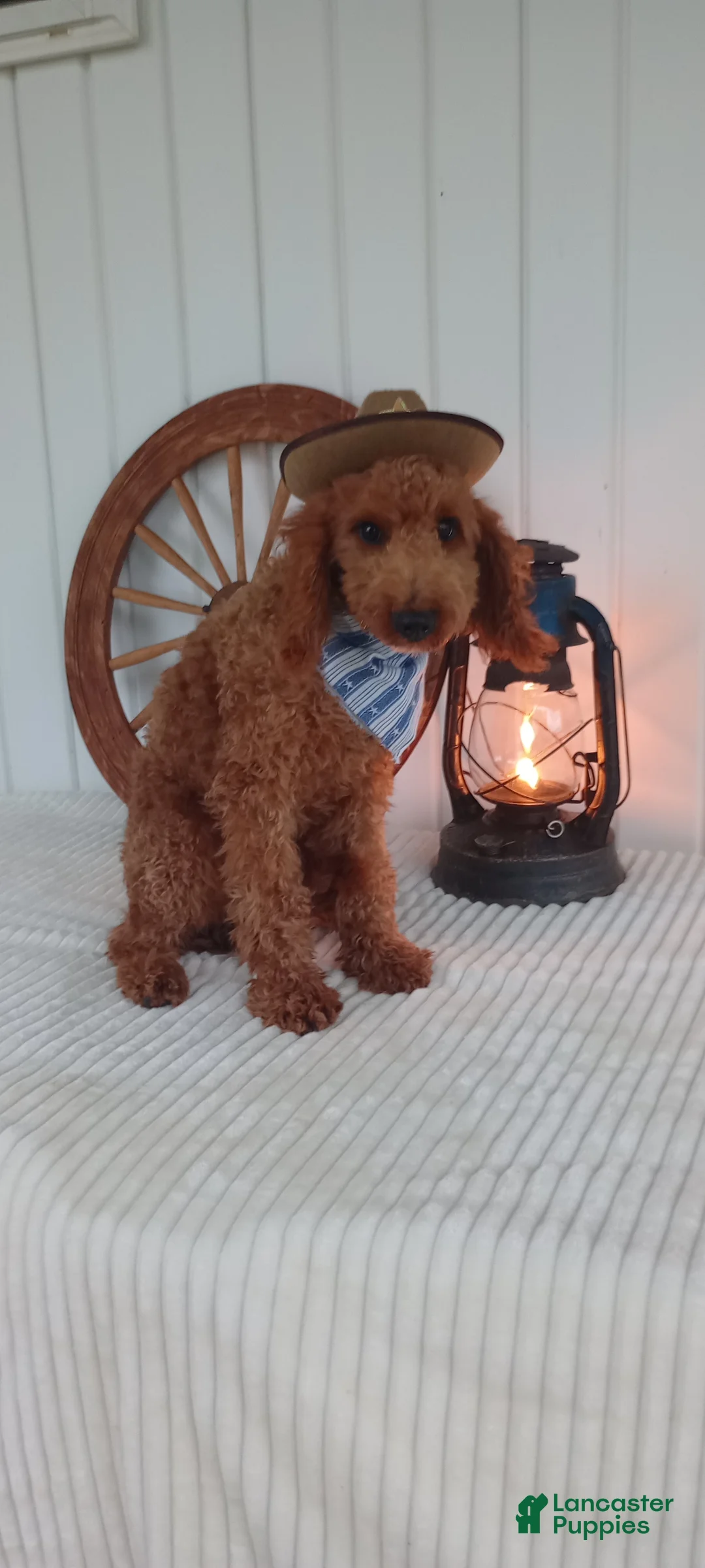 Mini Goldendoodle dogs for sale: Paul - Ad 1