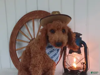 Mini Goldendoodle dogs Paul - Ad 38