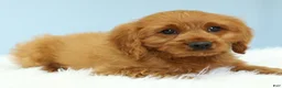 Cavapoo dogs for sale: Reese 🍫 - Ad 5