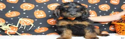 Cockapoo dogs for sale: Toffee  - Ad 11