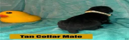 Cane Corso dogs for sale: Tan Collar Male - Ad 5